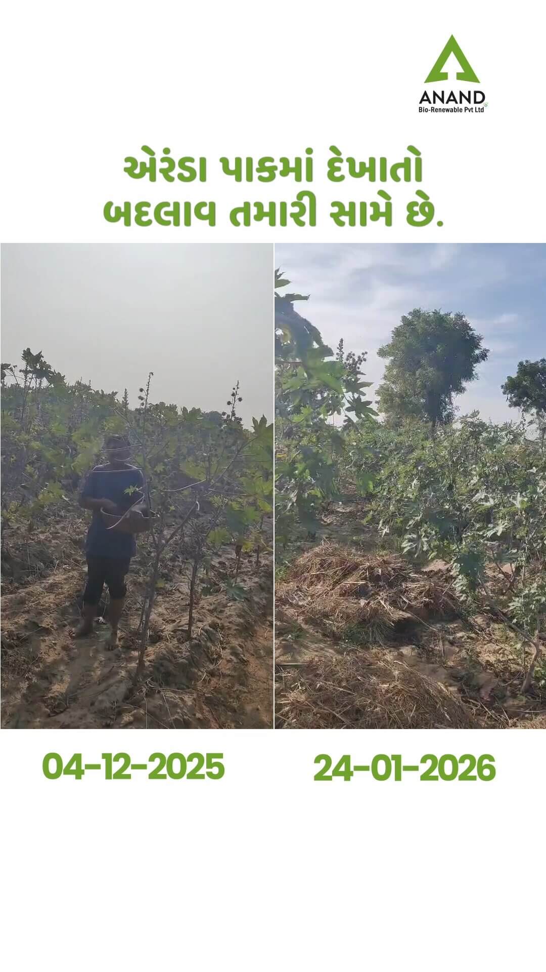Farmer Video