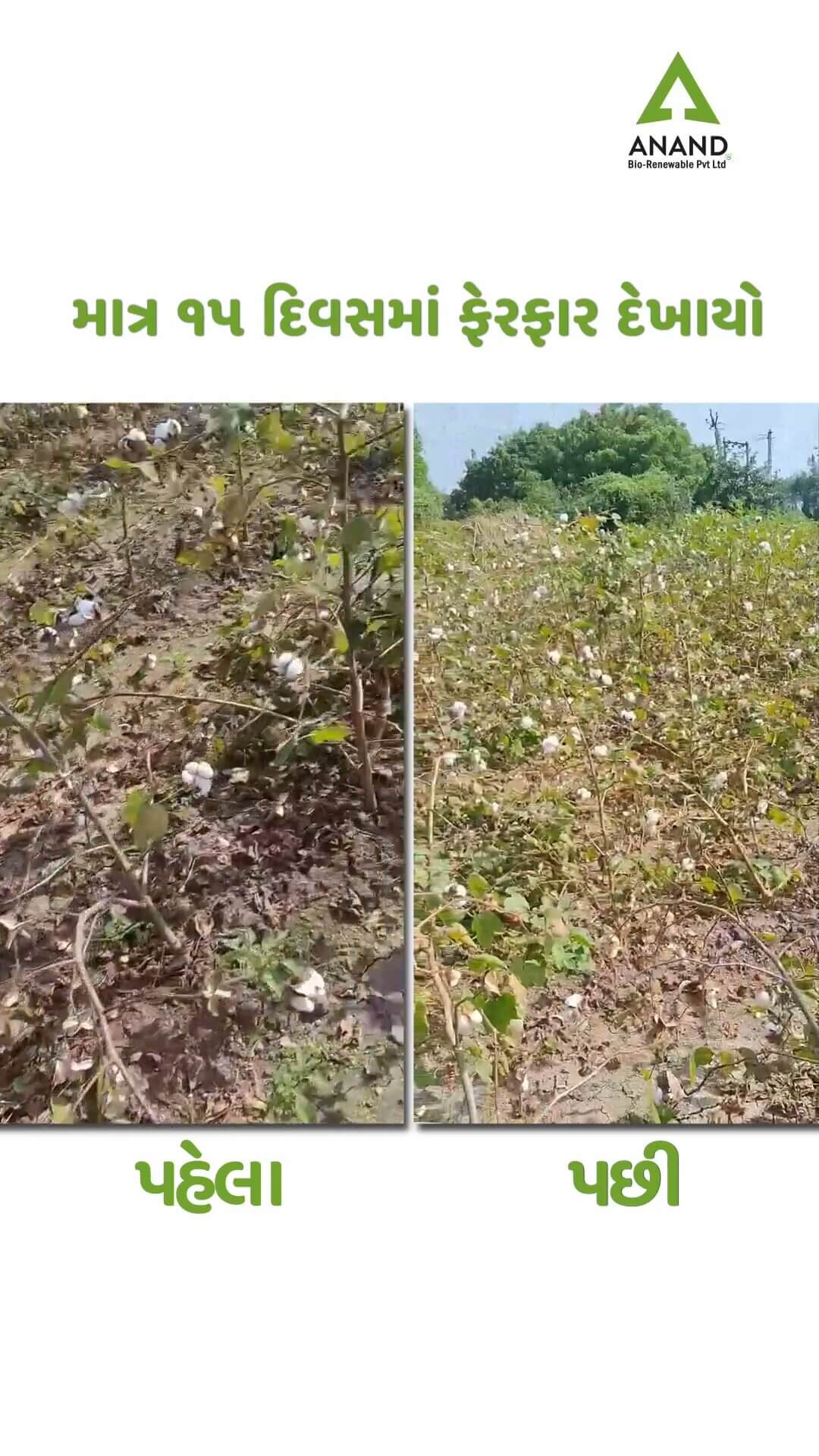 Farmer Video