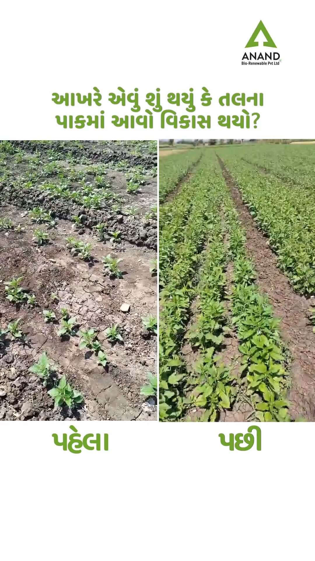 Farmer Video