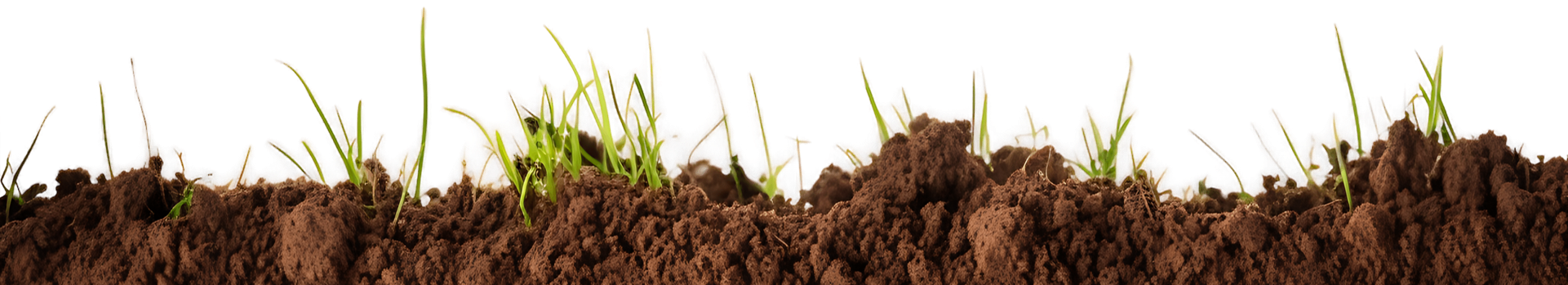 Fertile soil with growing green grass shoots