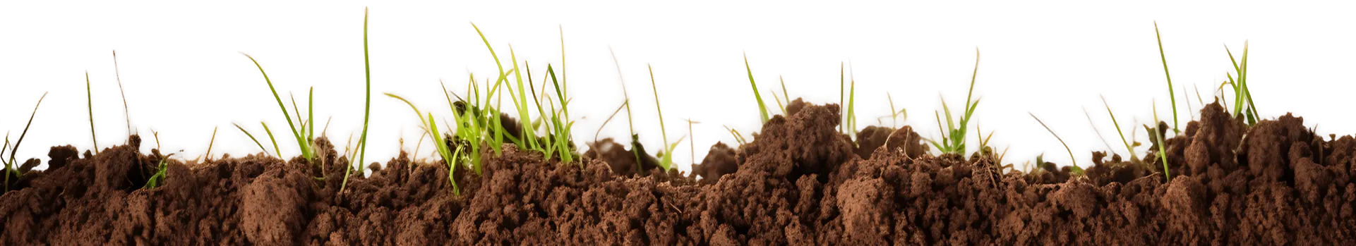 Fertile soil with growing green grass shoots